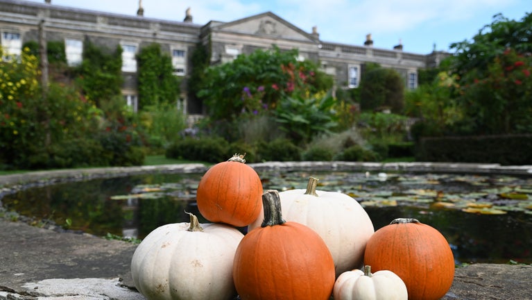 Pumpkins in the formal gardens, Mount Stewart